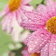 /album/overigen/flowers-landscape-jpg/